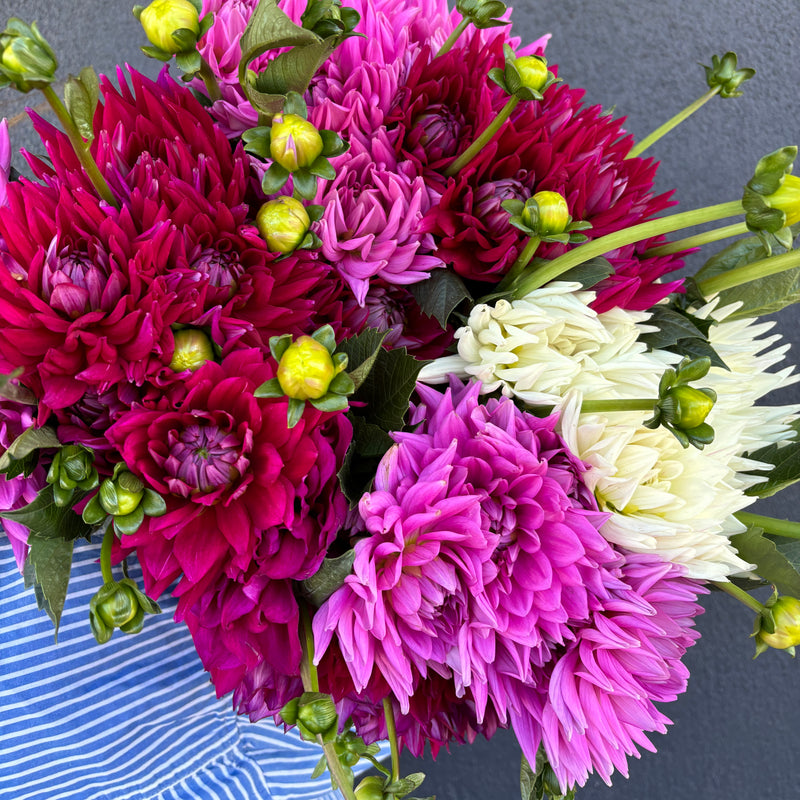 Dahlia Flowers En Masse